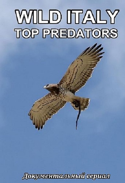 Дикая Италия. Высшие Хищники / Wild Italy: Top Predators (2018) SATRip