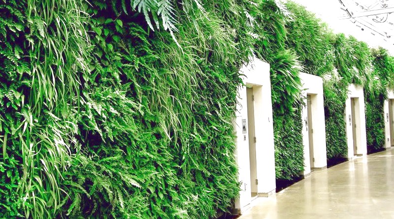 Вертикальне озеленення стін