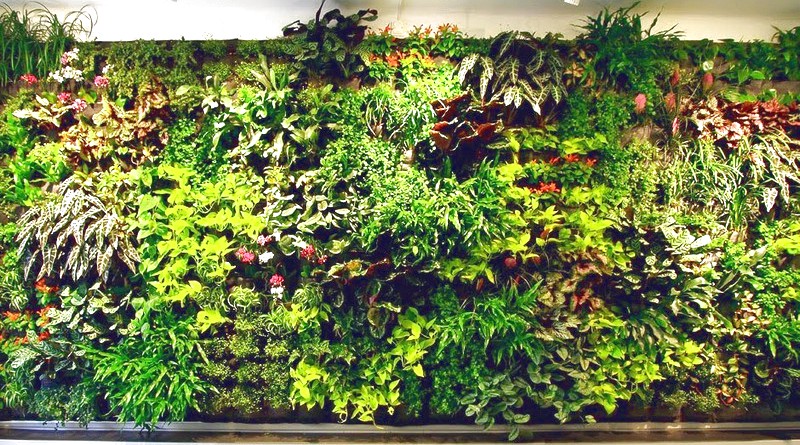 Вертикальное озеленение офиса