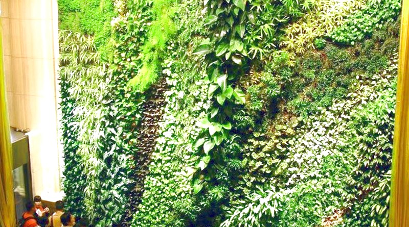 Вертикальное озеленение растения
