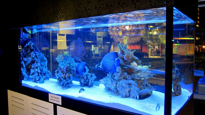 прісноводний акваріум