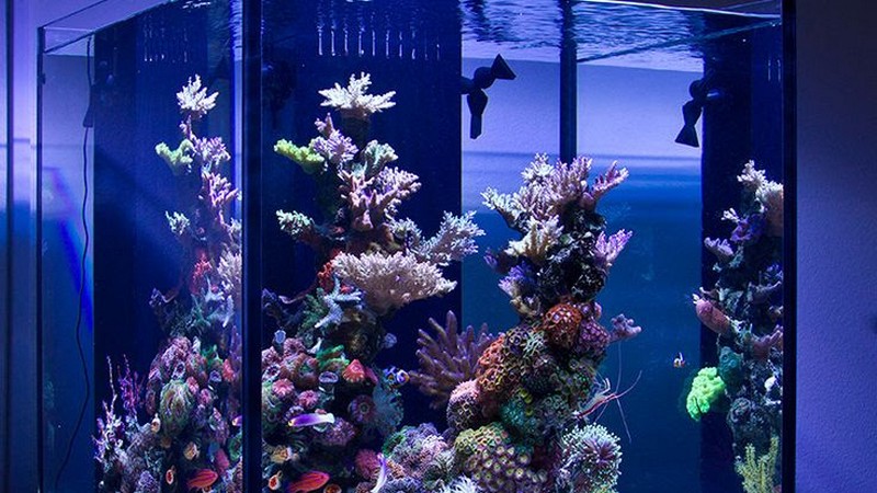 Цена аквариума на заказ