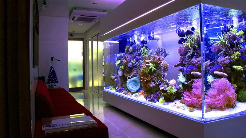 Пресноводный аквариум