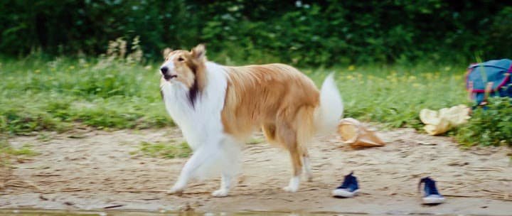 Лесси. Возвращение домой / Lassie - Eine abenteuerliche Reise (2020) HDRip | BDRip 720p | BDRip 1080p