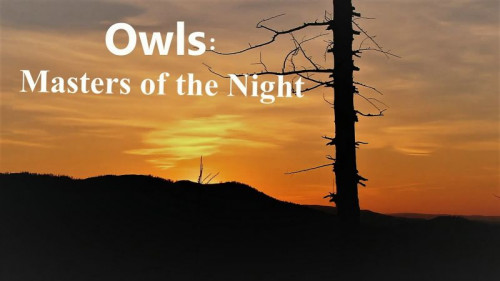 Doclights - Owls Masters of the Night (2020)