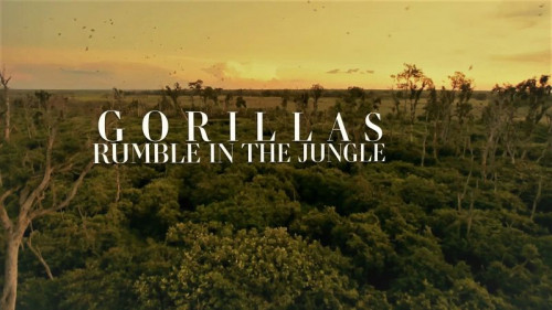 Doclights - Gorillas Rumble in the Jungle (2020)