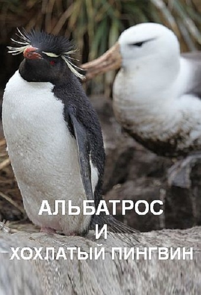 Альбатрос и хохлатый пингвин / The Albatross and the Rockhopper Penguin (2018) HDTV 1080i