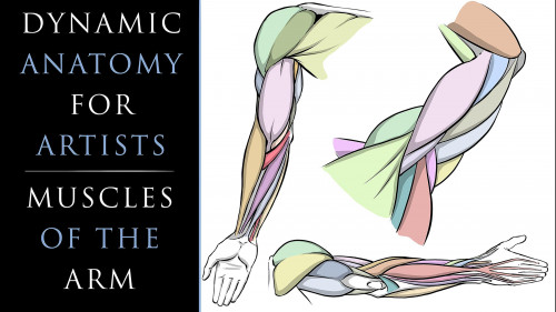 Skillshare - Dynamic Anatomy for Artists - Muscles of the Torso