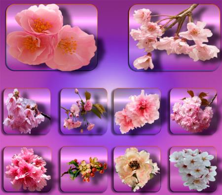Картинки на прозрачном фоне - Цветы в саду