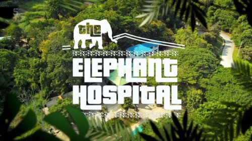 Channel 5 - Elephant Hospital (2020)