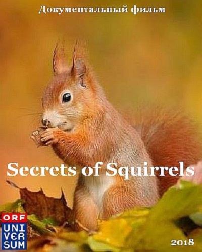 Беличьи тайны / Secrets of Squirrels (2018) HDTV 1080i