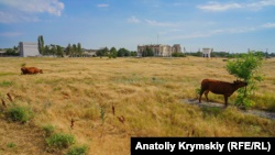 В Представительстве президента Зеленского рассказали, как защитить свои земельные участки в Крыму