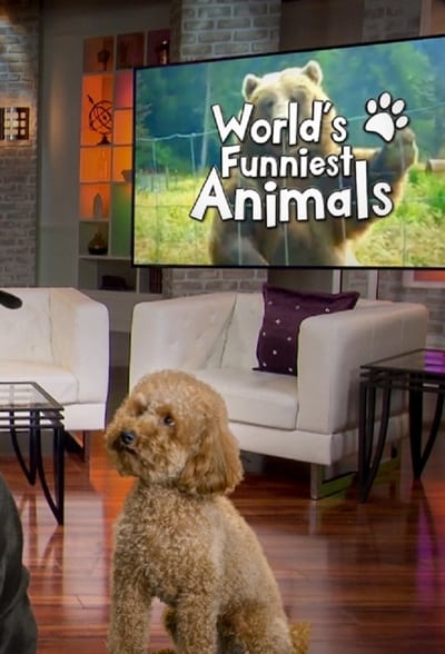 Worlds Funniest Animals S01E11 720p WEB H264-BAE