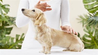 Udemy - Energy Healing Reiki for Animals and Pets Certification