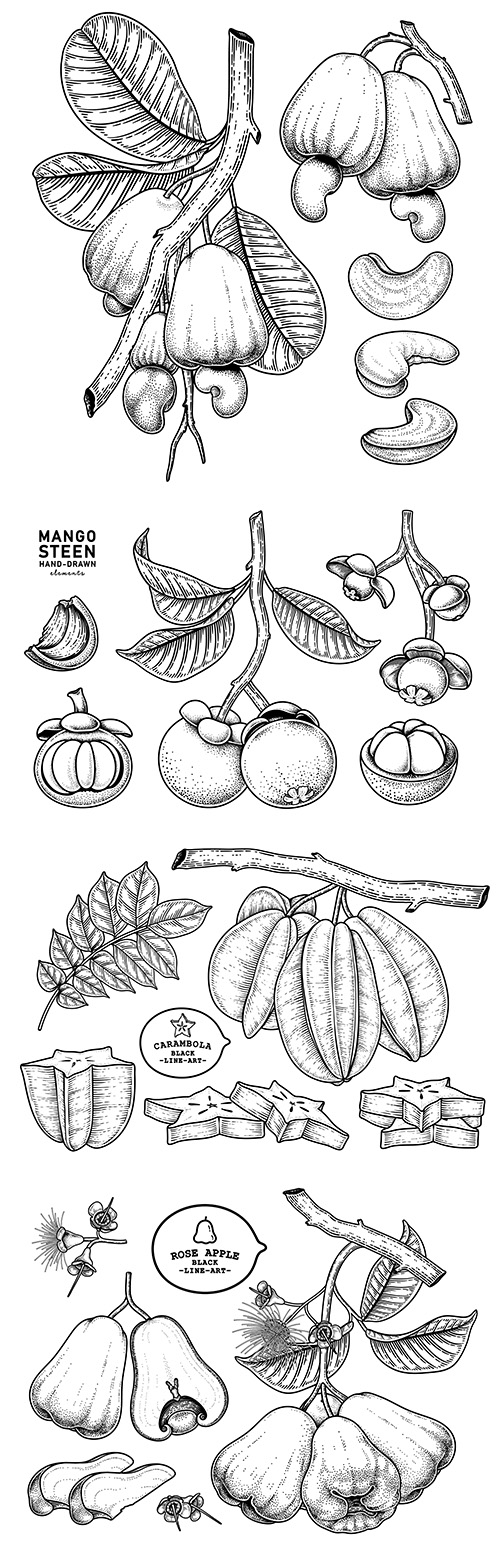 Set of fruit painted elements botanical illustrations