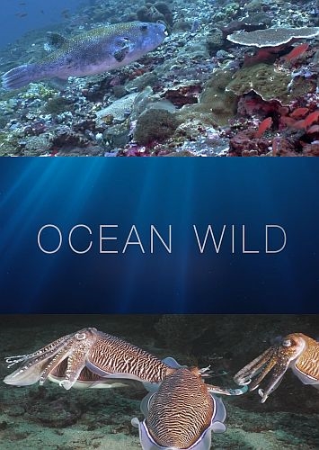    / Ocean Wild [1-4   4] (2020) HDTV 1080i | P1