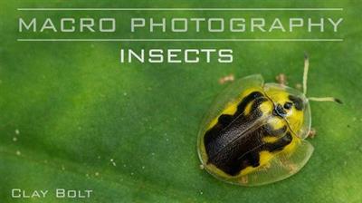 Craftsy - Macro Photography Insects