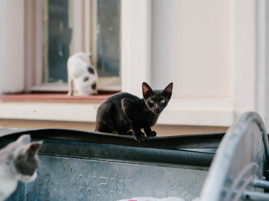 В Одессе участились случаи укусов жителей нашей планеты неистовыми кошками