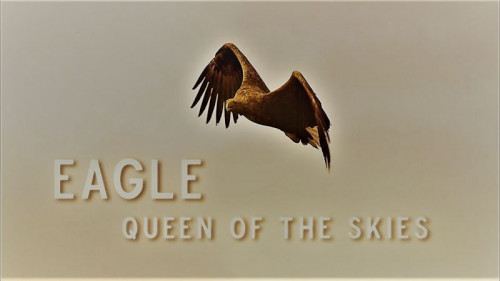 Doclights - Eagle Queen of the Skies (2021)