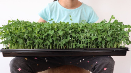 Easy Gardening: Indoor Edible Plants