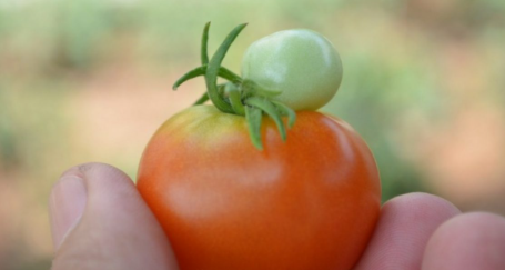 All About Tomatoes: A Gardener's Guide to Growing Tomatoes Organically