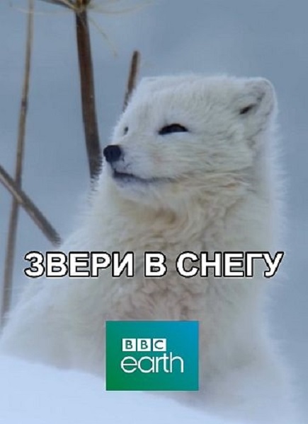    /     / Snow Animals (2019) DVB