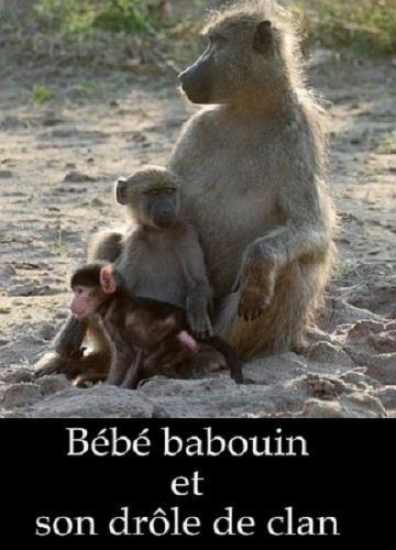 Маленький бабуин и его семья / Bebe babouin et son drole de clan (2018) DVB