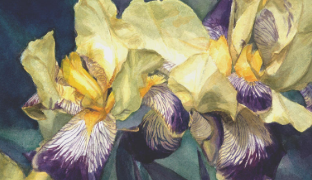 Yellow Iris in Watercolor