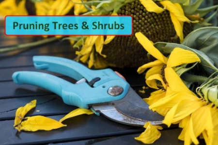 Pruning Trees and Shrubs - Everything You Need to Know