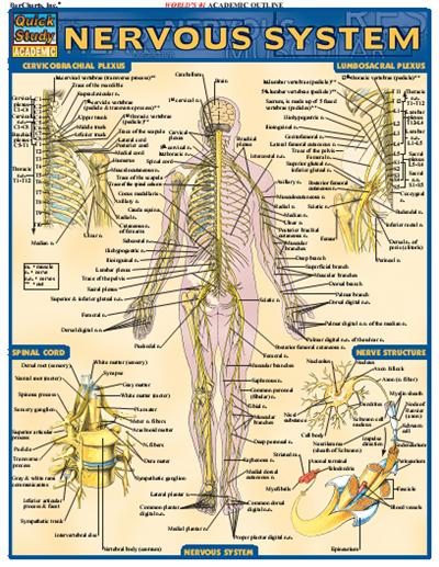 Nervous System (Quick Study Academic)