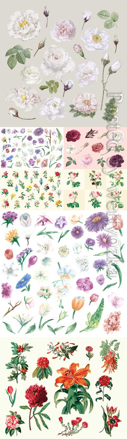Drawn vector different flowers