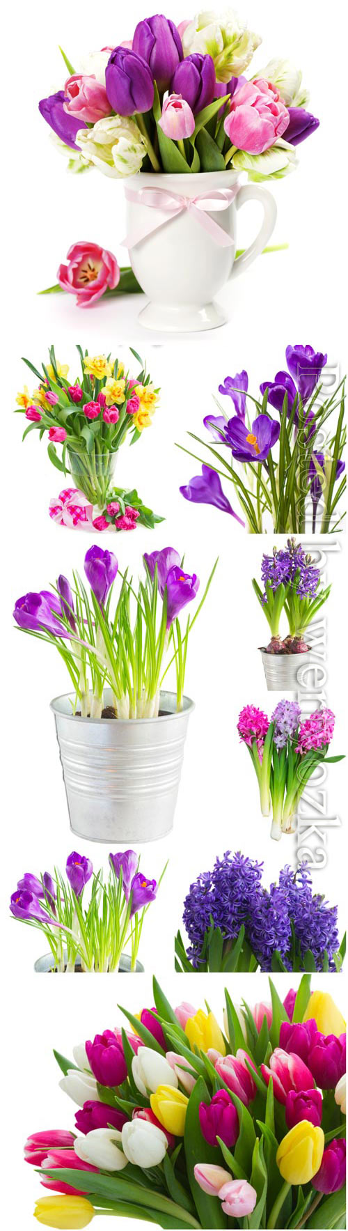 Hyacinths, crocuses and tulips stock photo