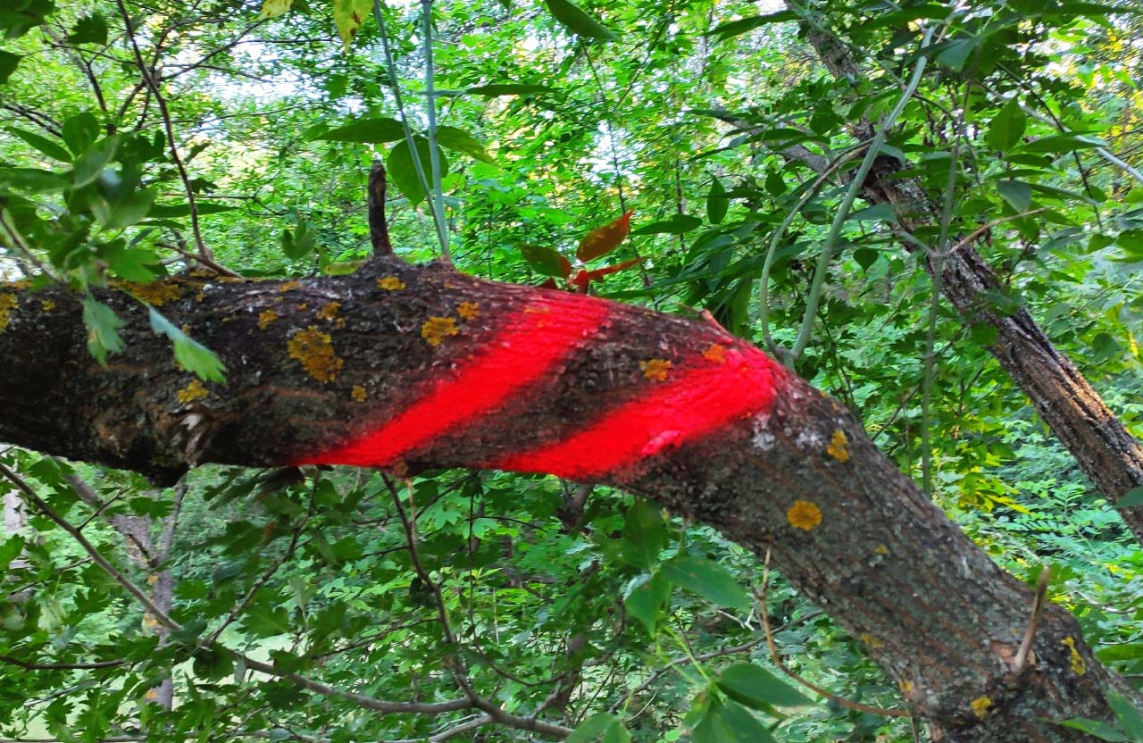 Вісті з Полтави - У Прирічковому парку проложили обстеження та визначили аварійні дерева під спилювання