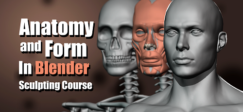 Yansculpts - Anatomy and Form in Blender - Sculpting Course