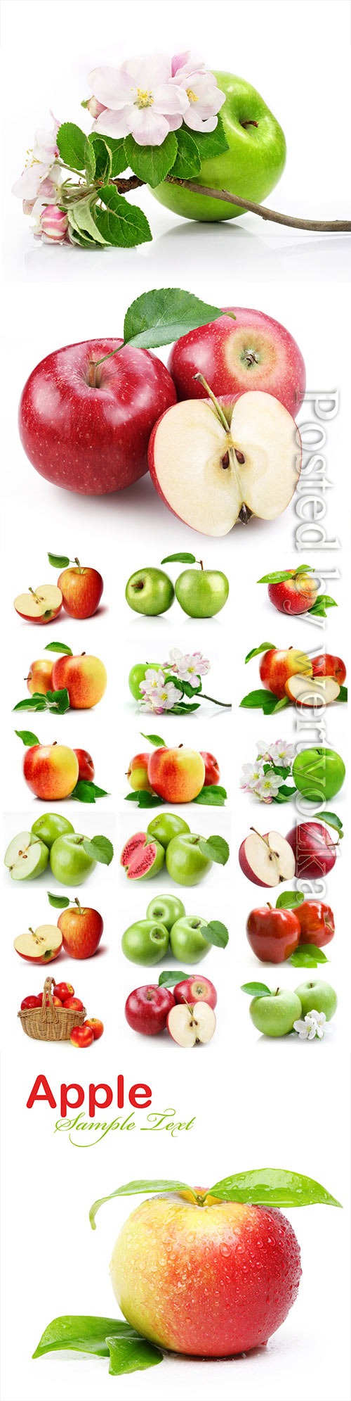 Red and green apples and apple blossom stock photo