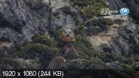  .     / Shetland's Otters. The Tale of a Draatsi Family (2019) HDTV 1080i
