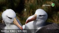     / The Albatross and the Rockhopper Penguin (2018) HDTV 1080i