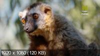 :   / Madagascar: Africa's Galapagos (2019) HDTV 1080i