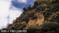 Дикая природа Чили / Wild Chile (2017) WEB-DL 1080p