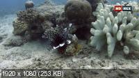 Выживание на коралловом рифе / Coral Reef Survivors (2019) HDTV 1080i