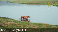   ,  / India's Wild Karnataka (2020) HDTV 1080i