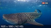 .    / Galapagos: Realm of Giant Sharks (2012) HDTV 1080i