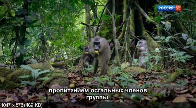 Приматы / Primates (2020) DVB