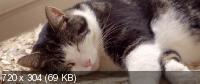 Город глазами кота / Katwalk (2018) WEB-DLRip