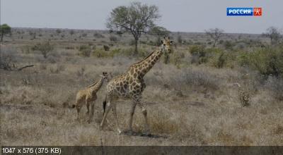 Мама-жираф / Mamma Giraffe (2020) DVB