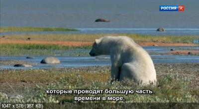 Звери в снегу / Зимняя сказка для зверей / Snow Animals (2019) DVB