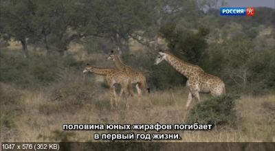 Мама-жираф / Mamma Giraffe (2020) DVB